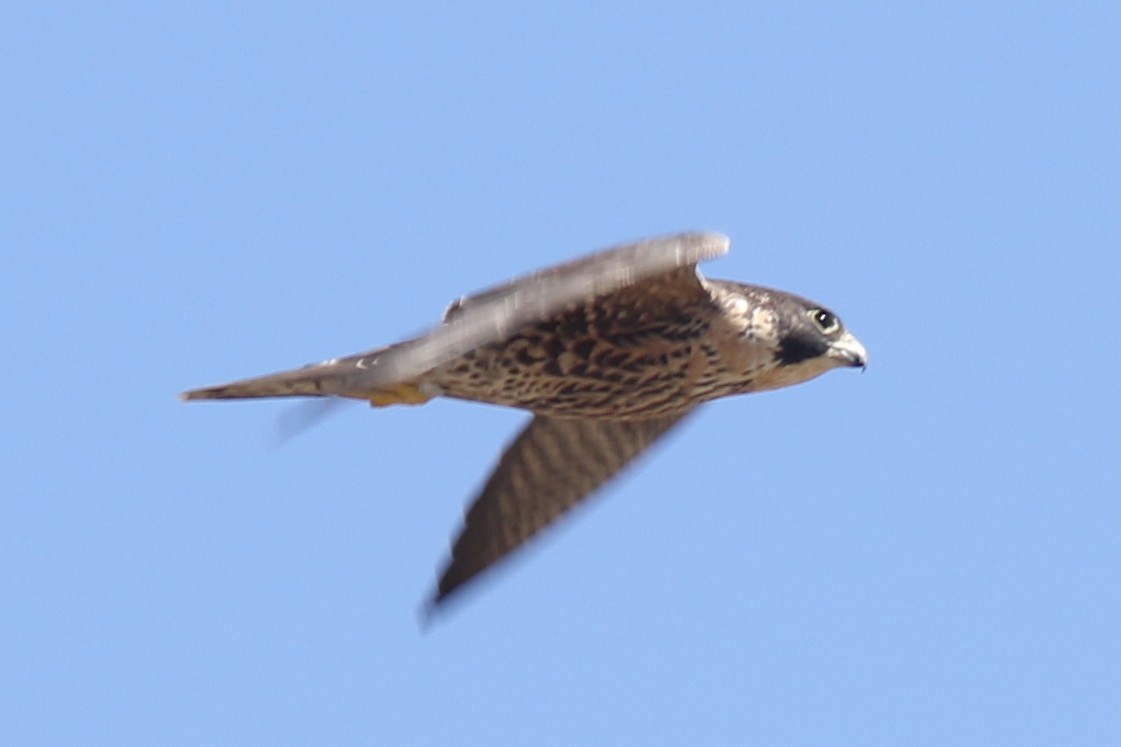 sokol stěhovavý - ML644435626