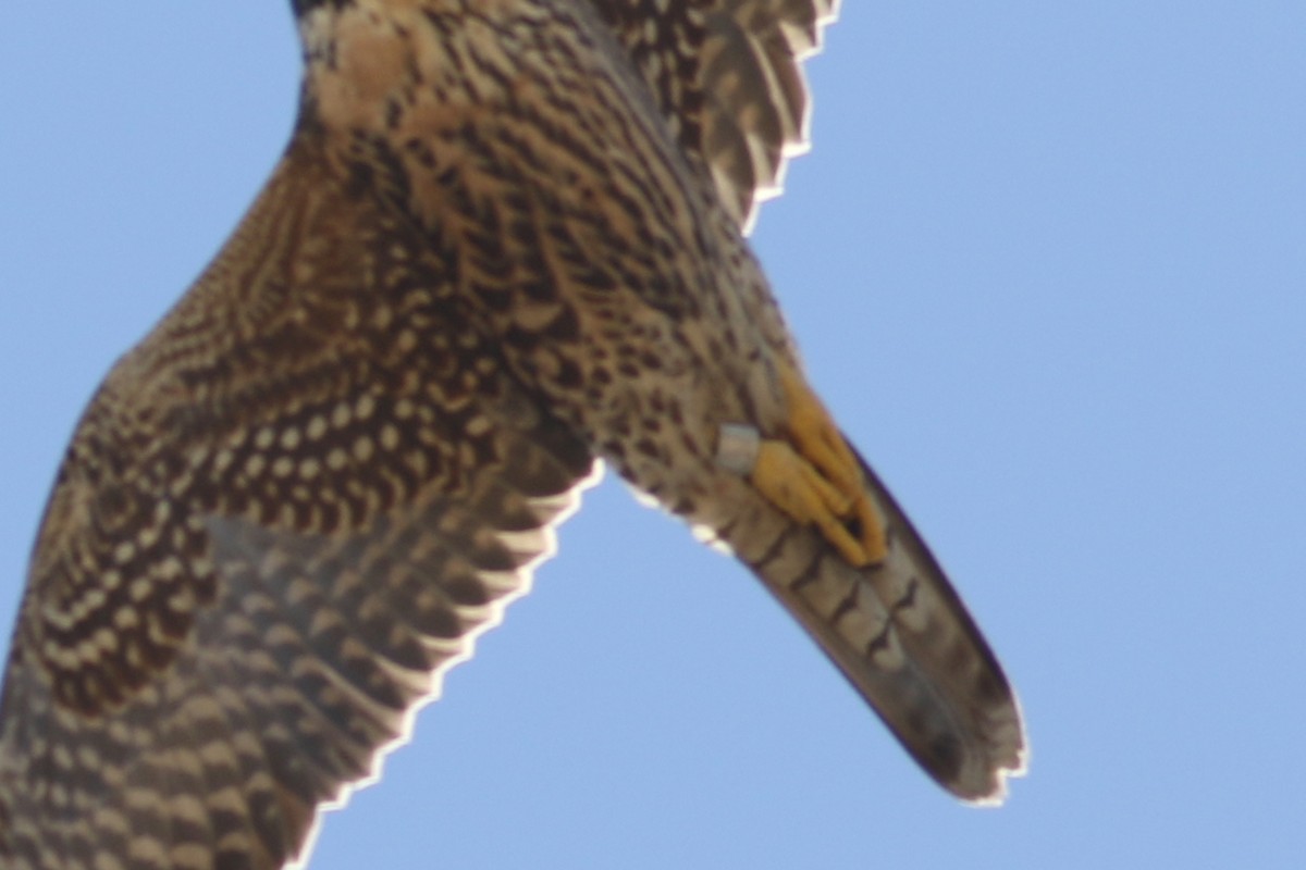 sokol stěhovavý - ML644435627