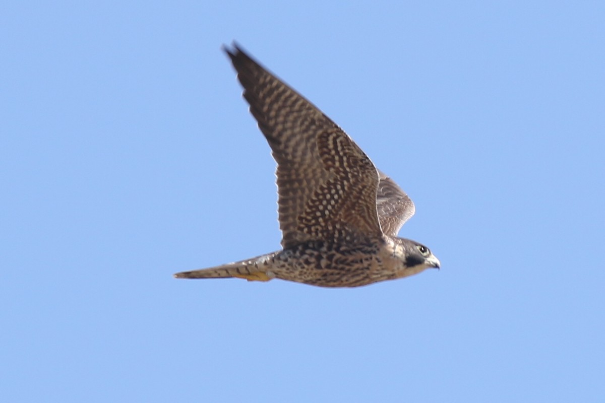 sokol stěhovavý - ML644435628