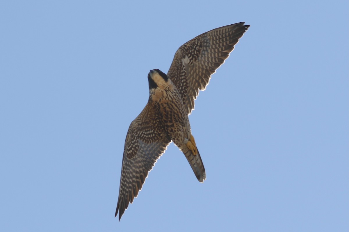 sokol stěhovavý - ML644435629