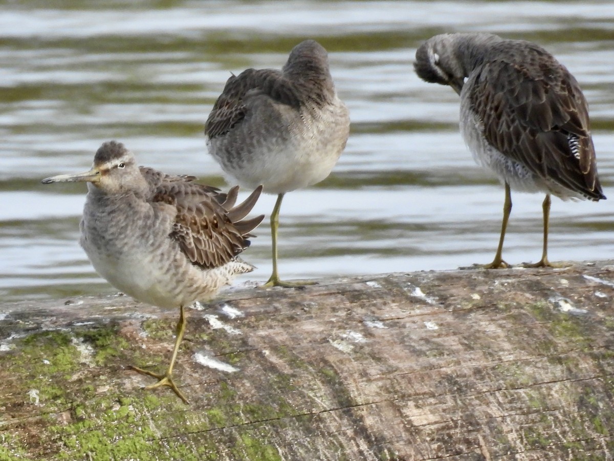 Хараалжин цууцил - ML644435632