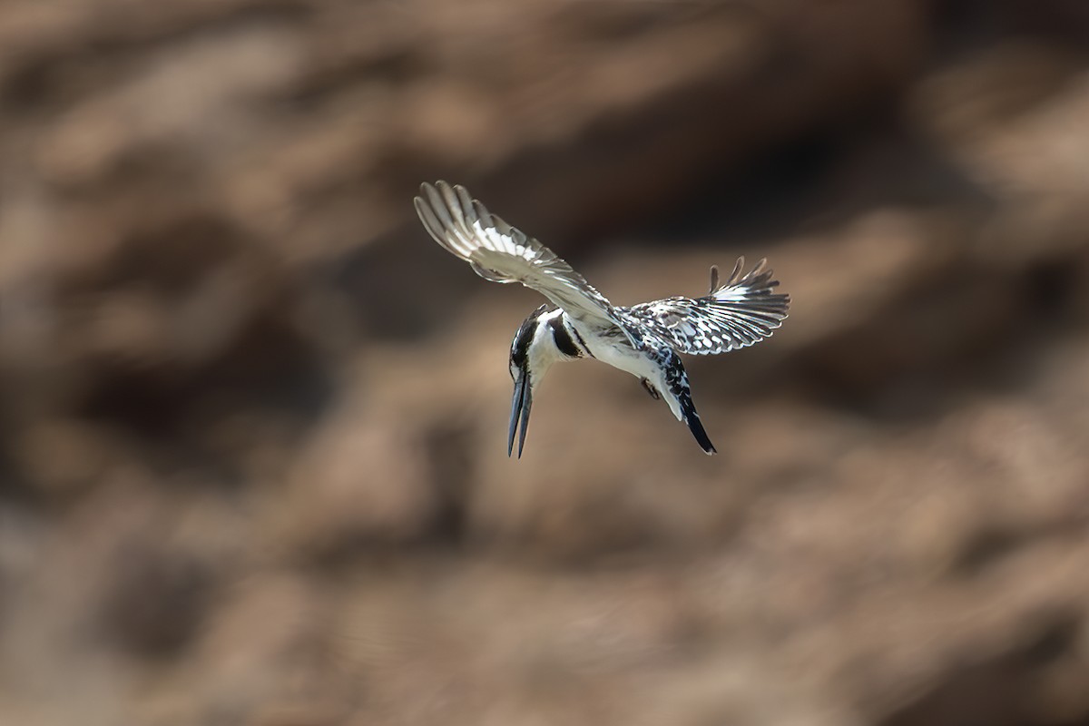 Martin-pêcheur pie - ML644435635
