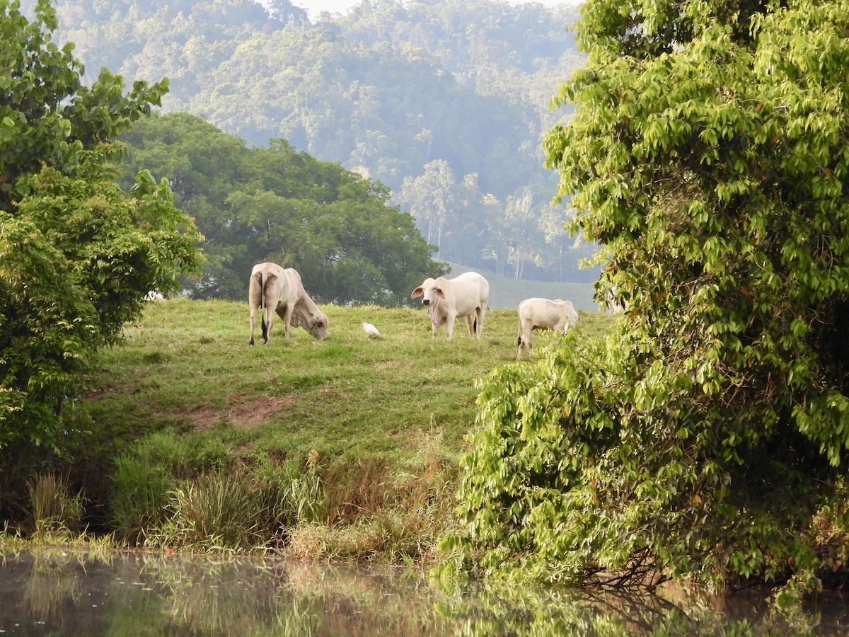 Eastern Cattle-Egret - ML644435636