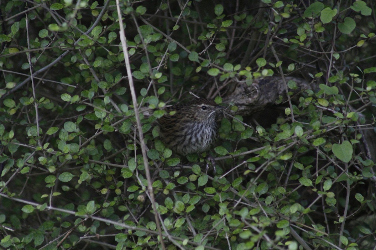 New Zealand Fernbird - ML644435638