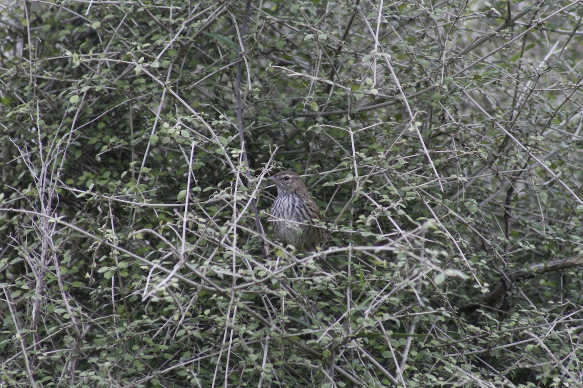 New Zealand Fernbird - ML644435639