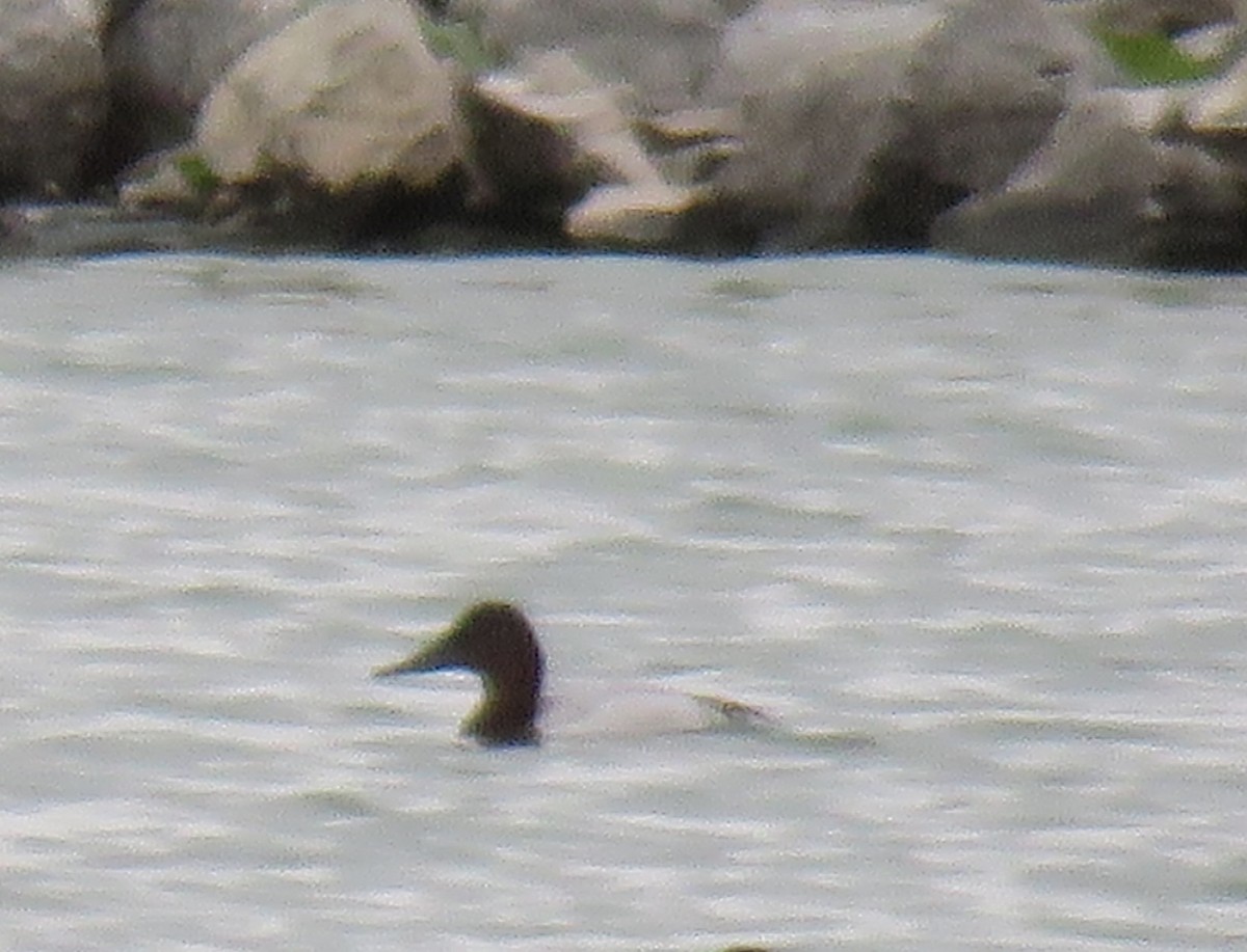 Fuligule à dos blanc - ML644435643