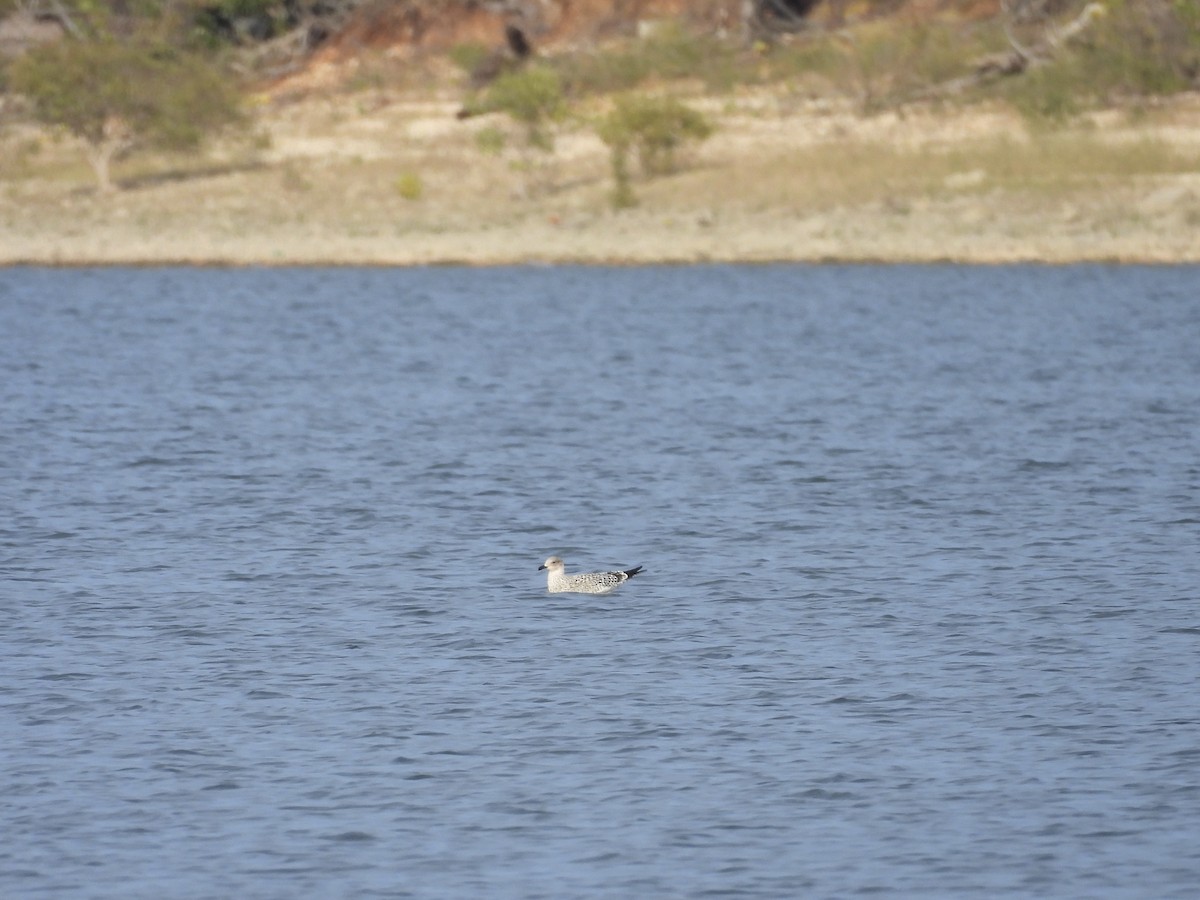 Lesser Black-backed Gull - ML644435648