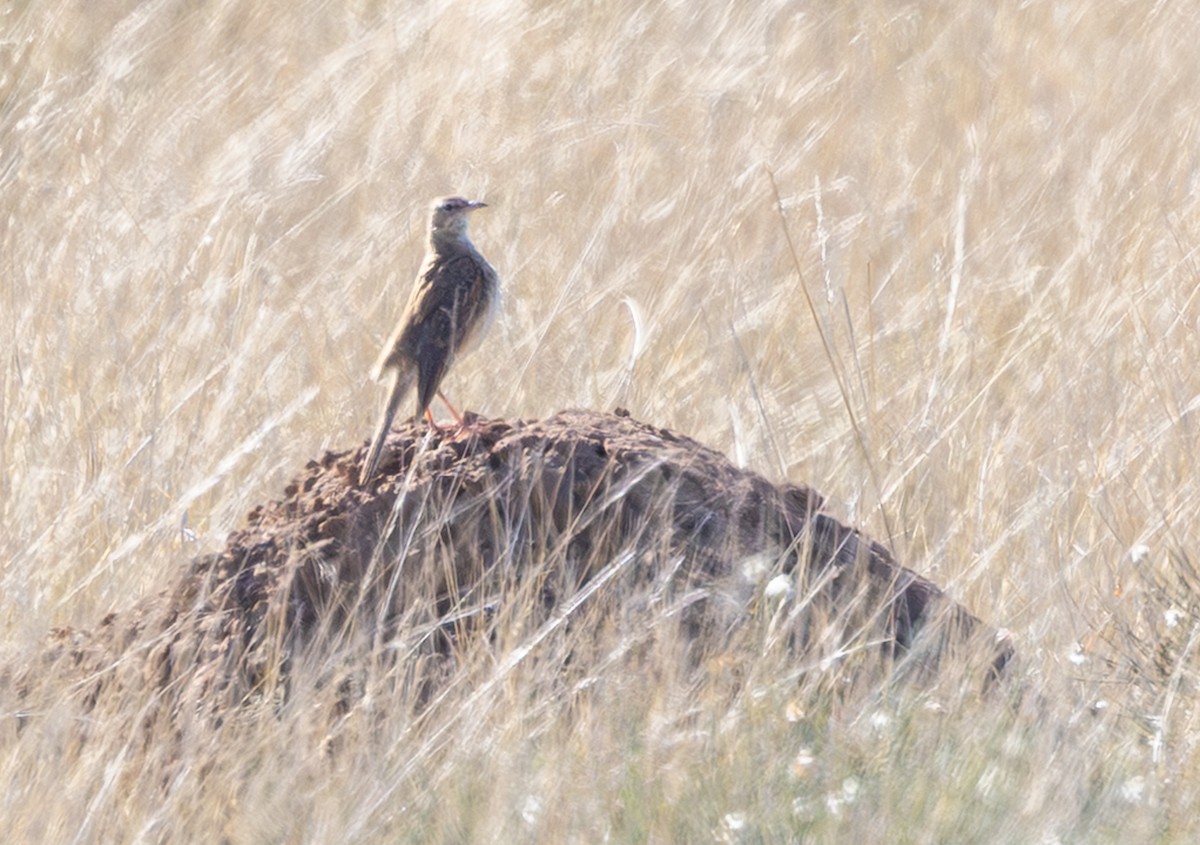 Buffy Pipit - ML644435653