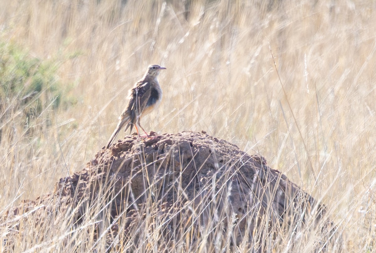 Buffy Pipit - ML644435654
