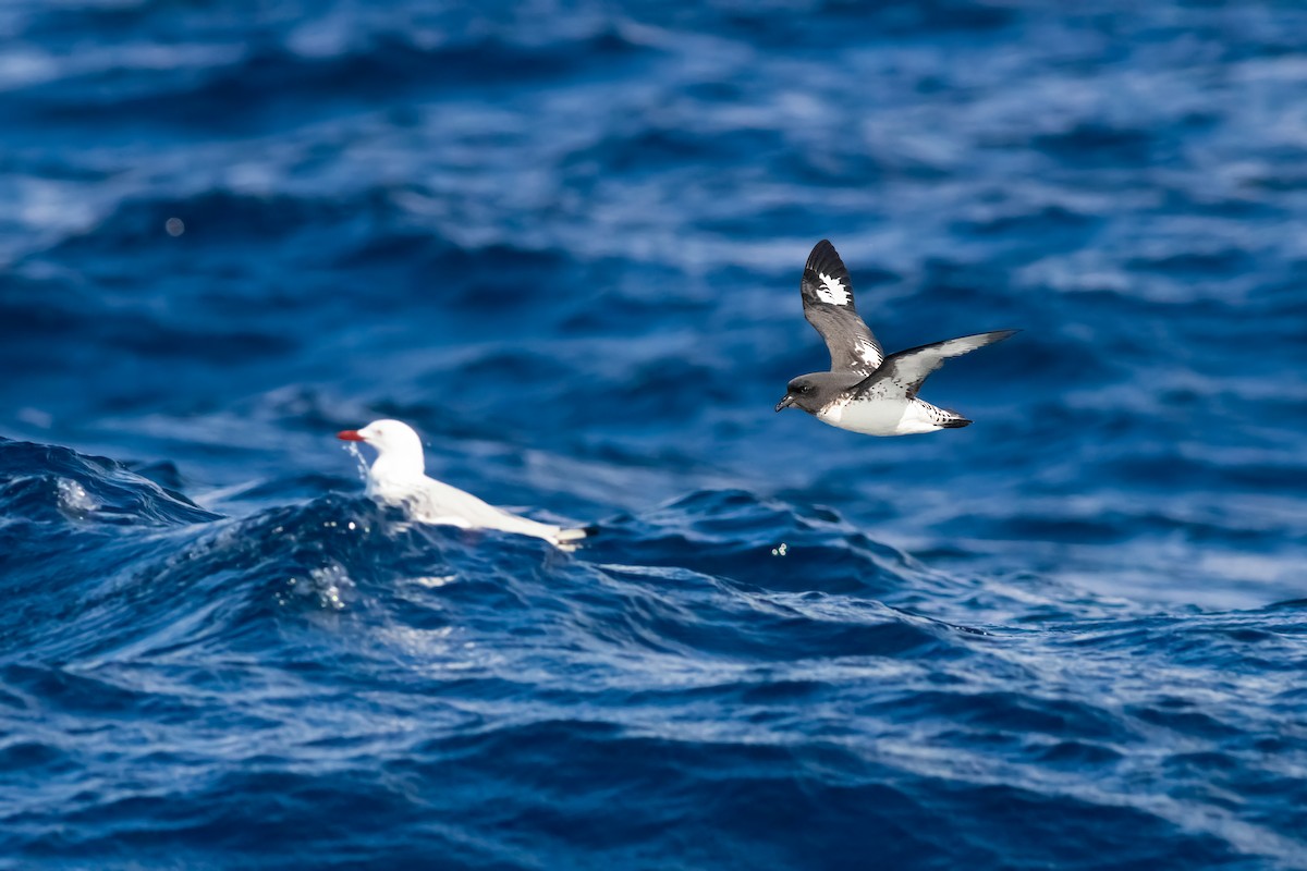 マダラフルマカモメ - ML644435664