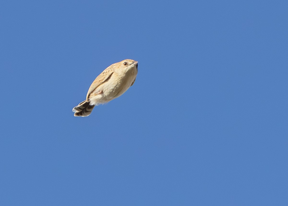 Desert Cisticola - ML644435665