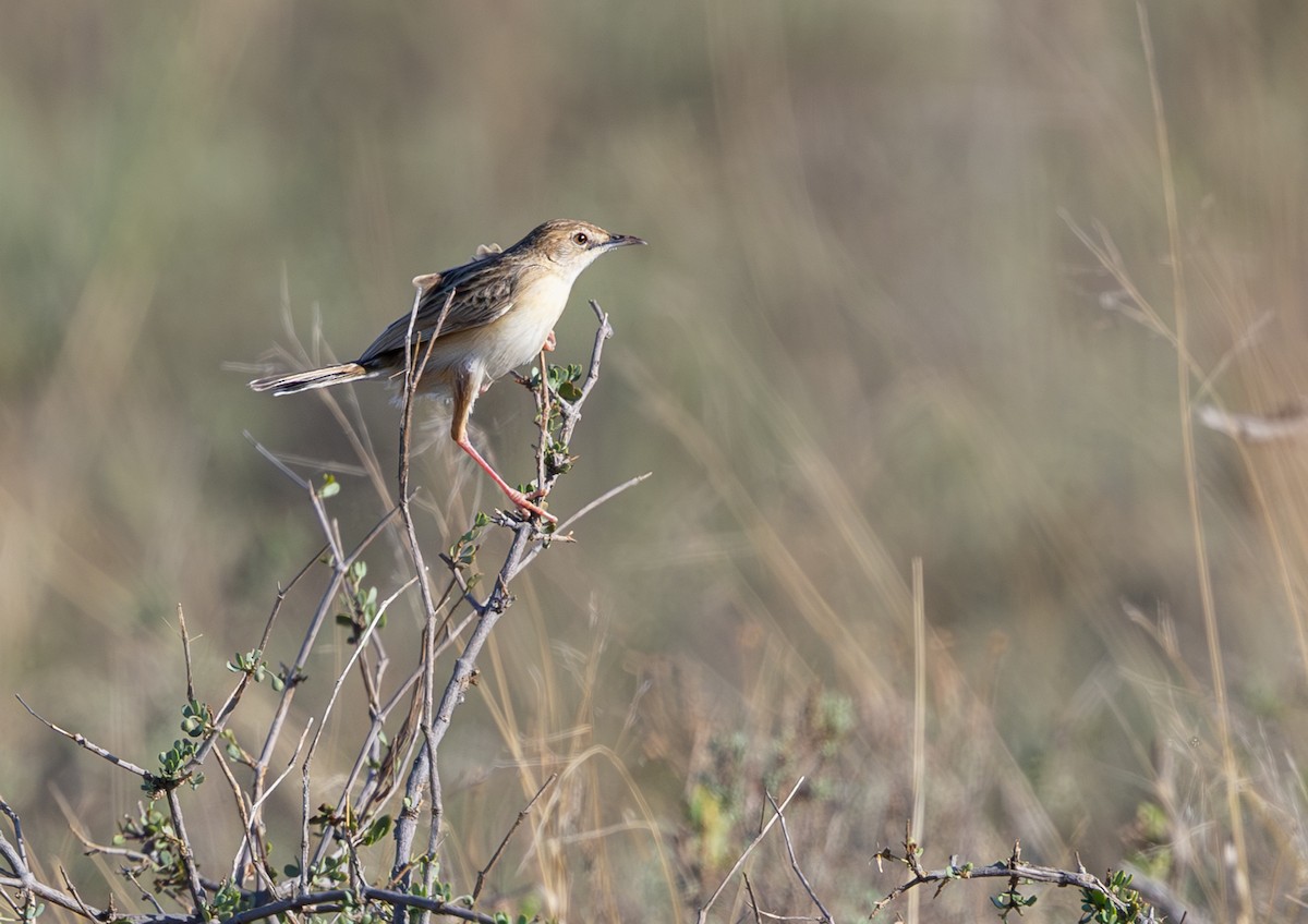 Desert Cisticola - ML644435666