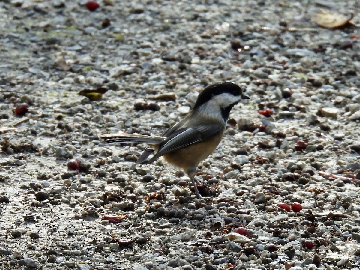 Black-capped Chickadee - ML644435670