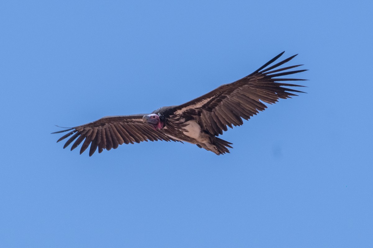 sup ušatý - ML644435671