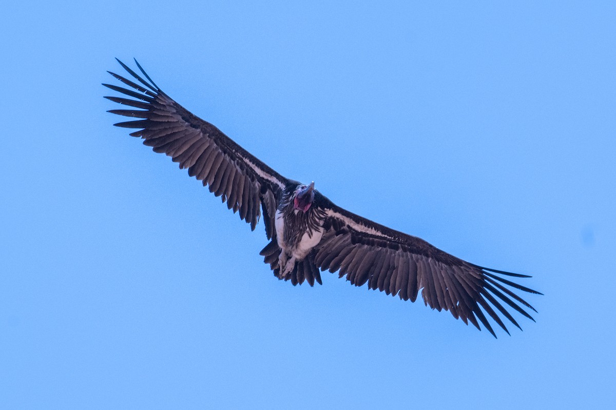 sup ušatý - ML644435672