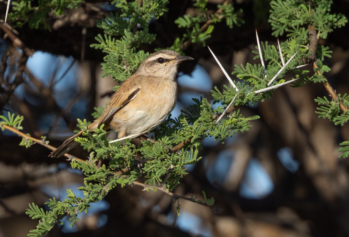 kalaharikrattskvett - ML644435673