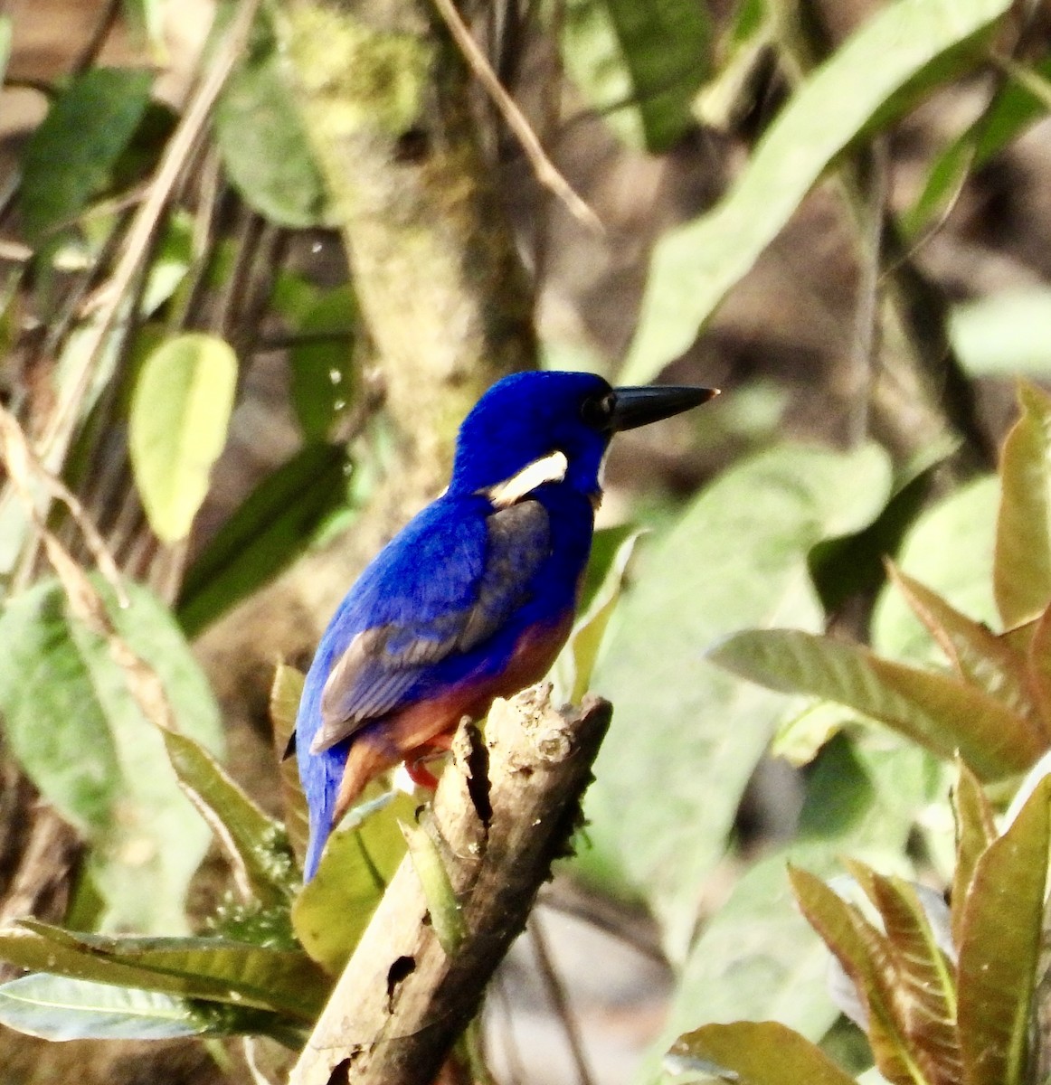 Azure Kingfisher - ML644435684