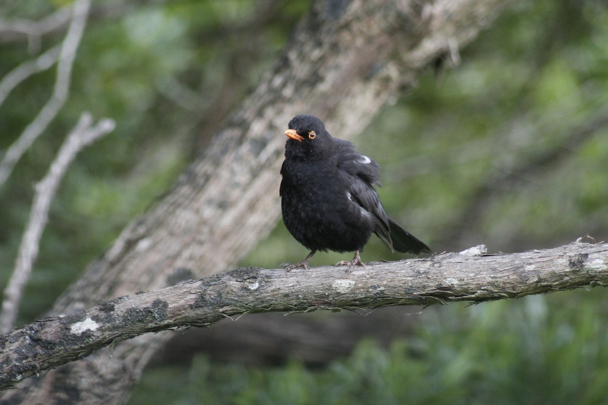 Eurasian Blackbird - ML644435687