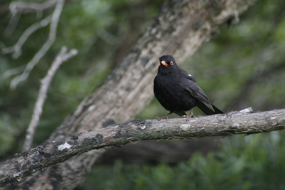 Eurasian Blackbird - ML644435688