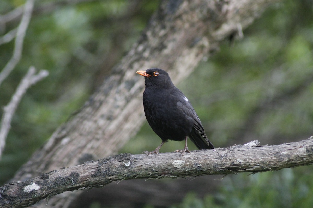 Eurasian Blackbird - ML644435689