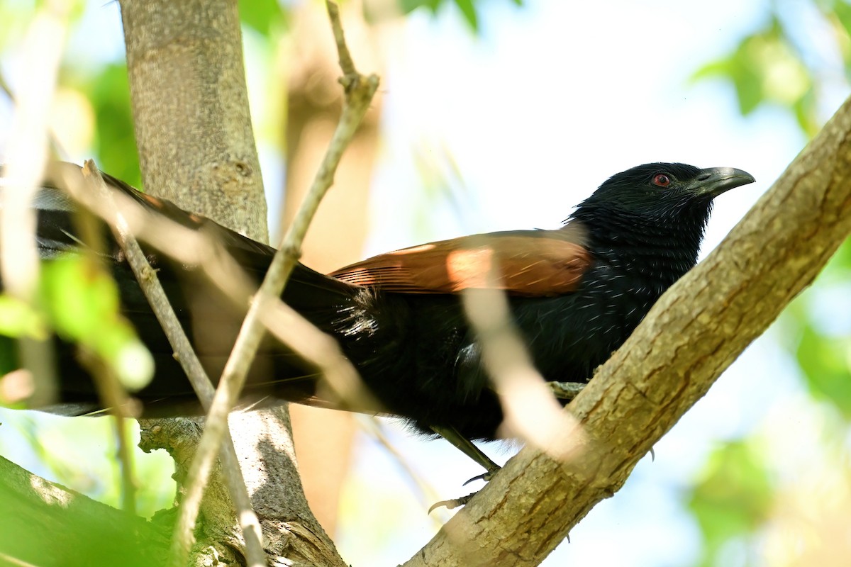 Malagasy Coucal - ML644435690