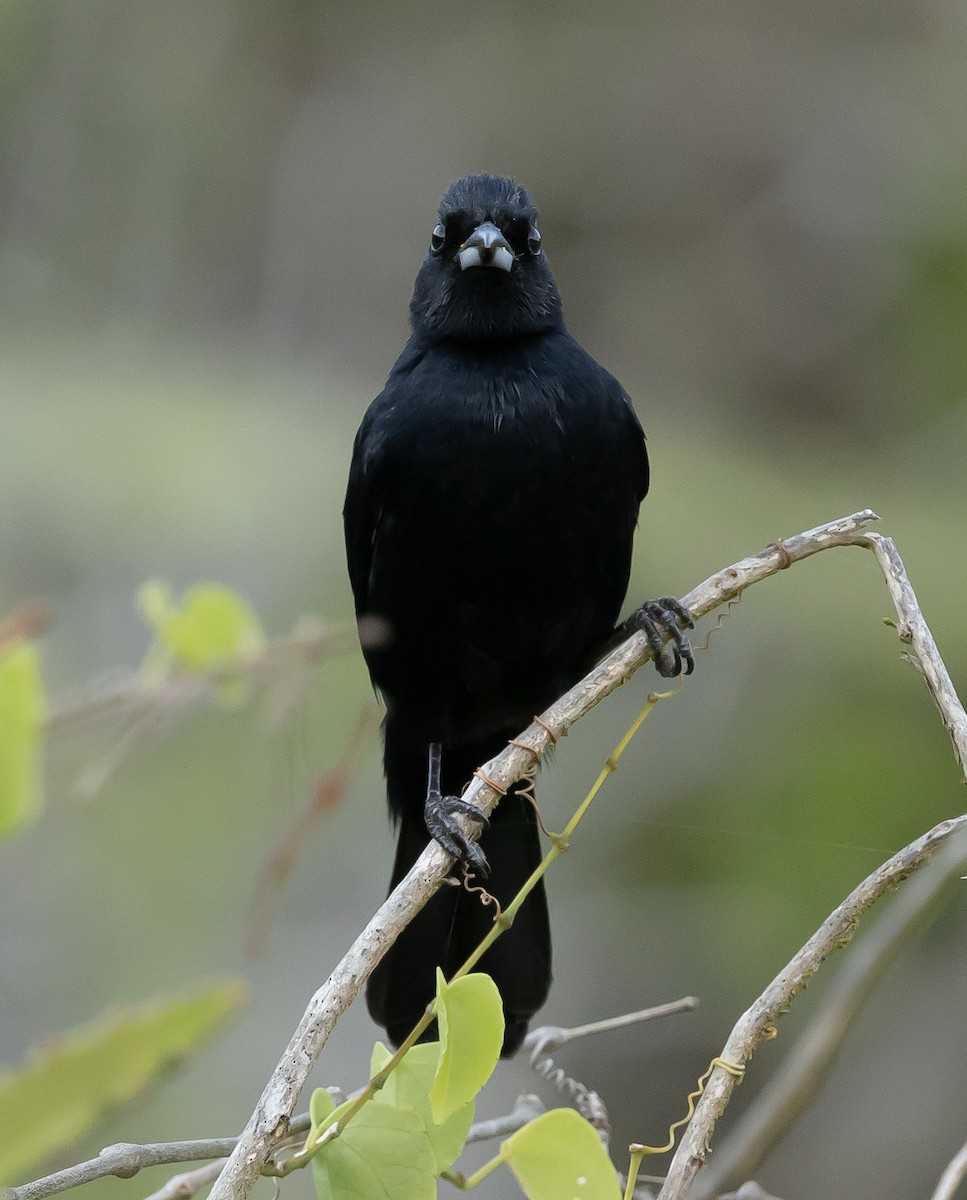 クロフウキンチョウ - ML644435693