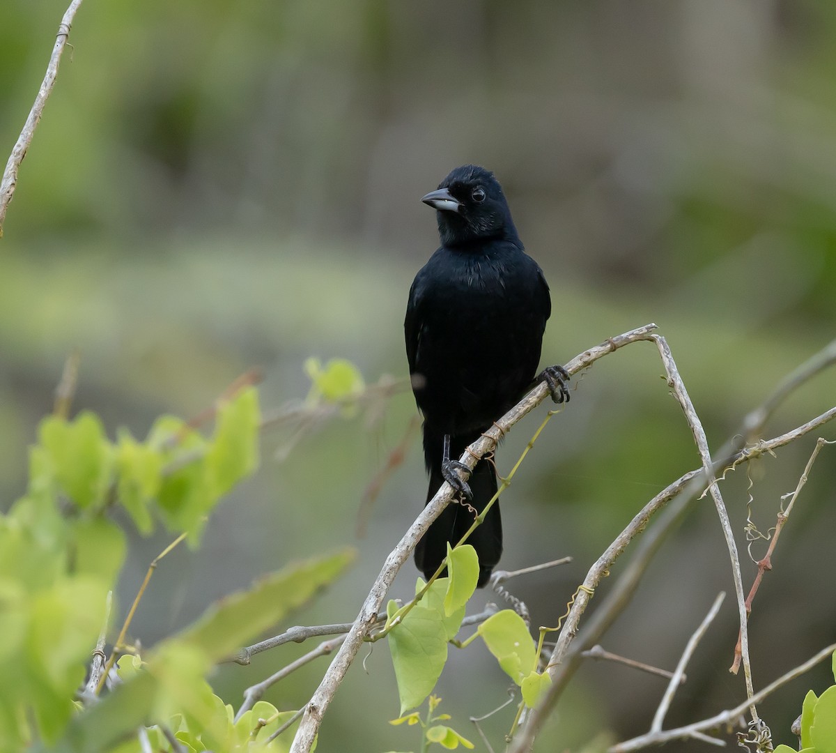 クロフウキンチョウ - ML644435695