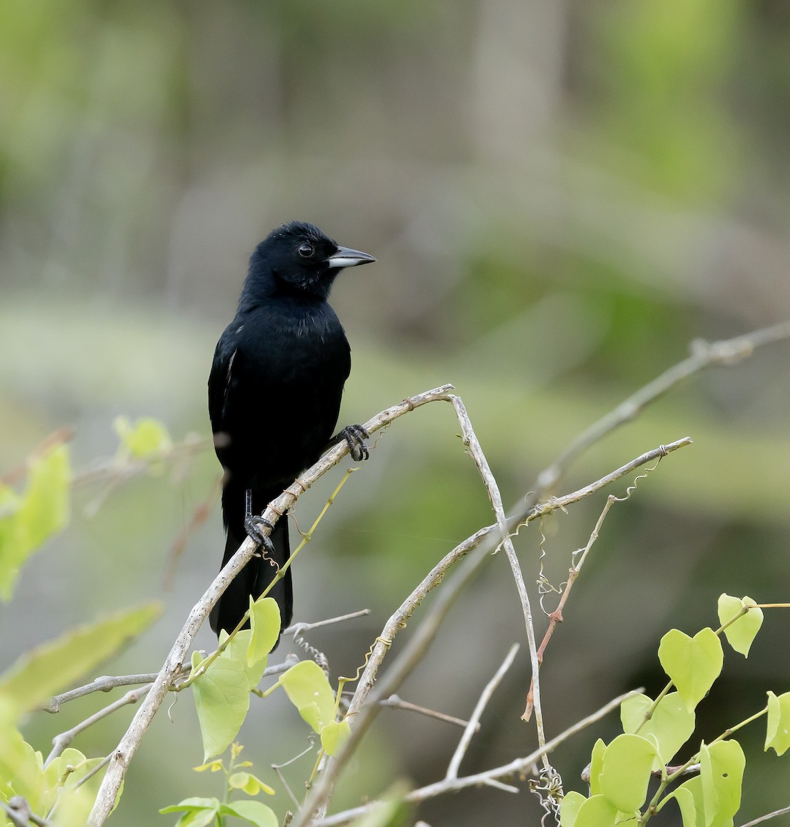 クロフウキンチョウ - ML644435696