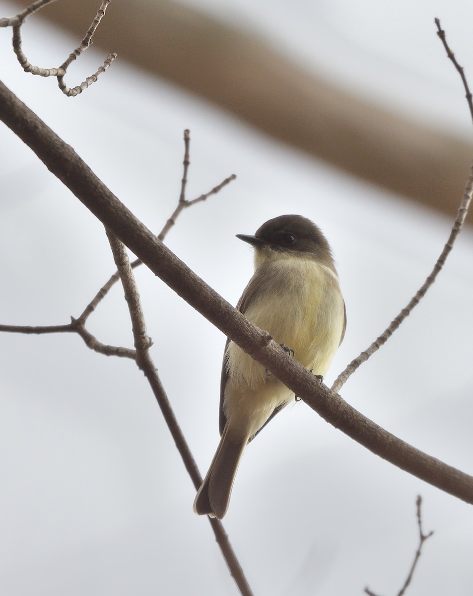 Weißbauch-Phoebetyrann - ML644435697