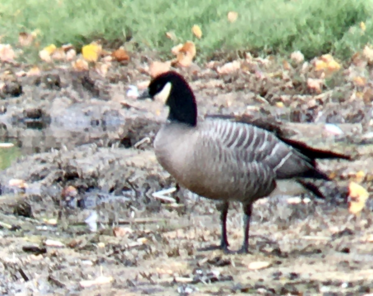 berneška malá - ML644435699