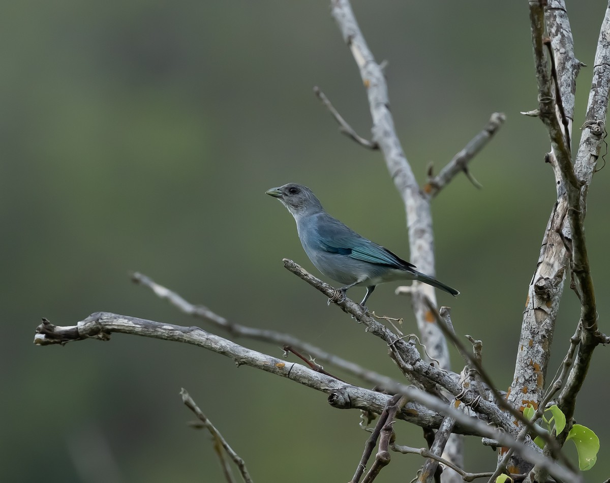 Glaucous Tanager - ML644435700