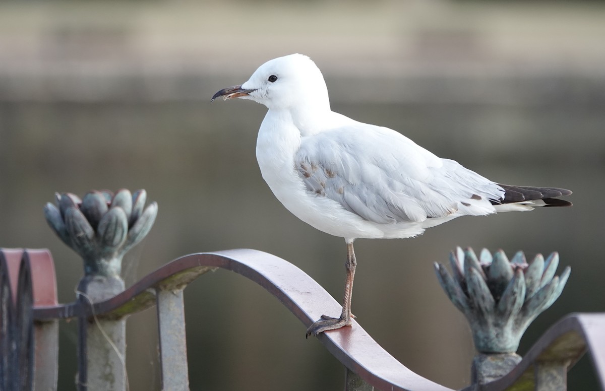 Silver Gull - ML644435702