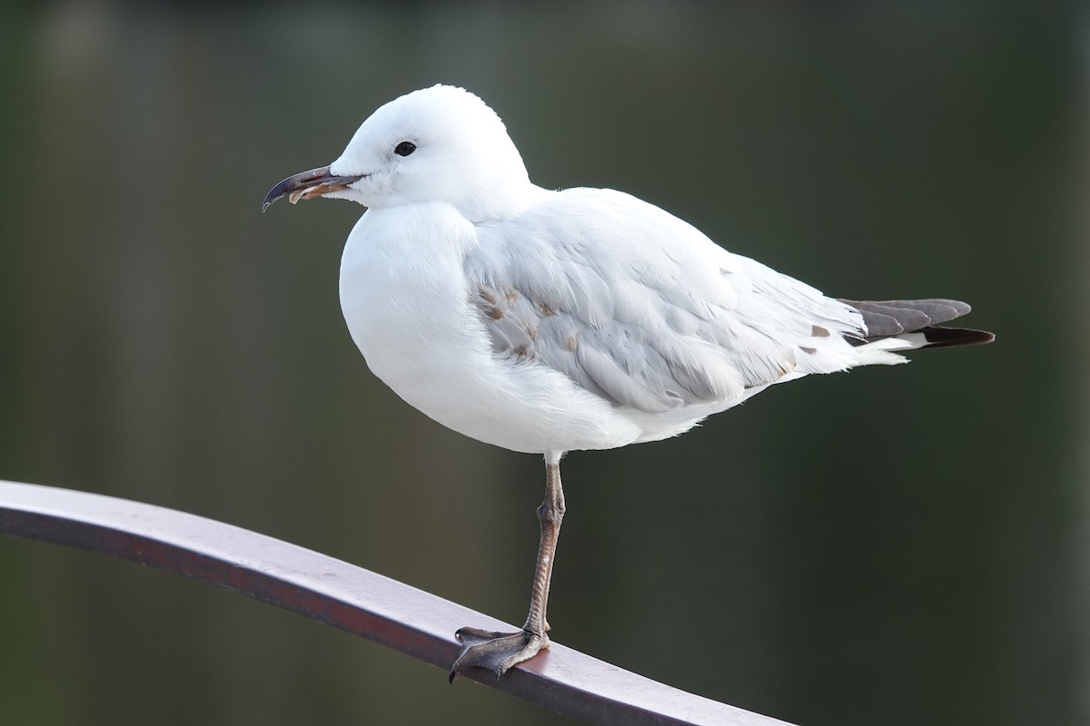 Silver Gull - ML644435703