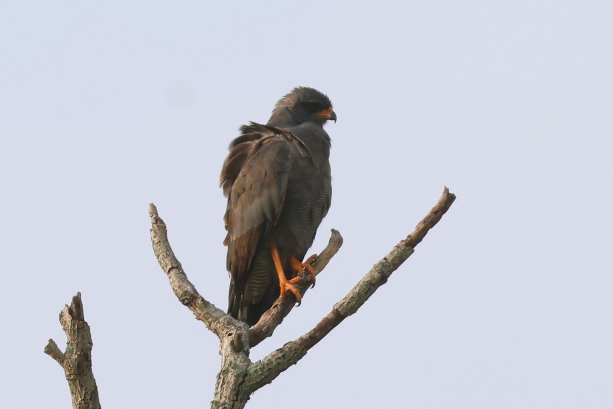 Dark Chanting-Goshawk - ML644435705