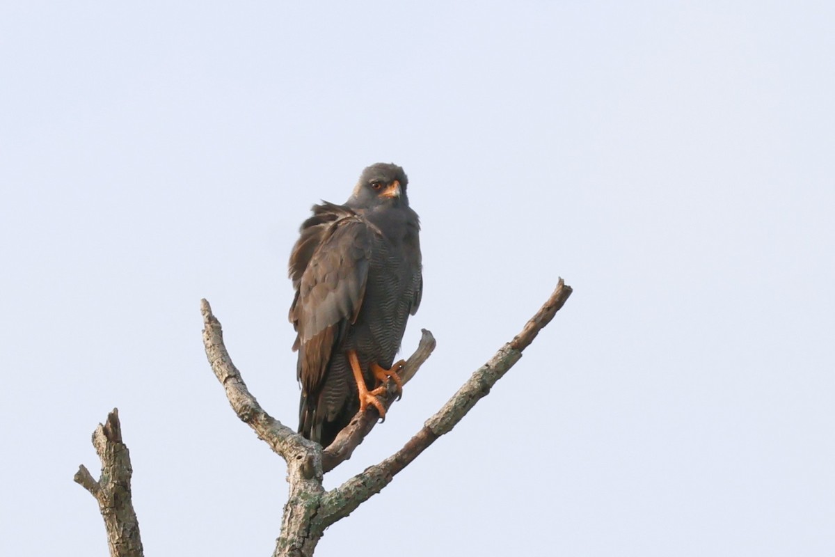 Dark Chanting-Goshawk - ML644435706