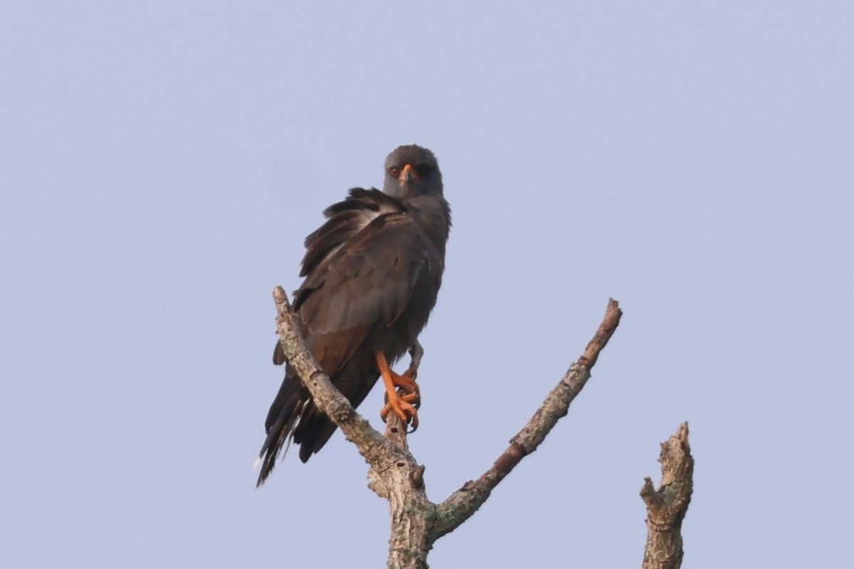 Dark Chanting-Goshawk - ML644435707