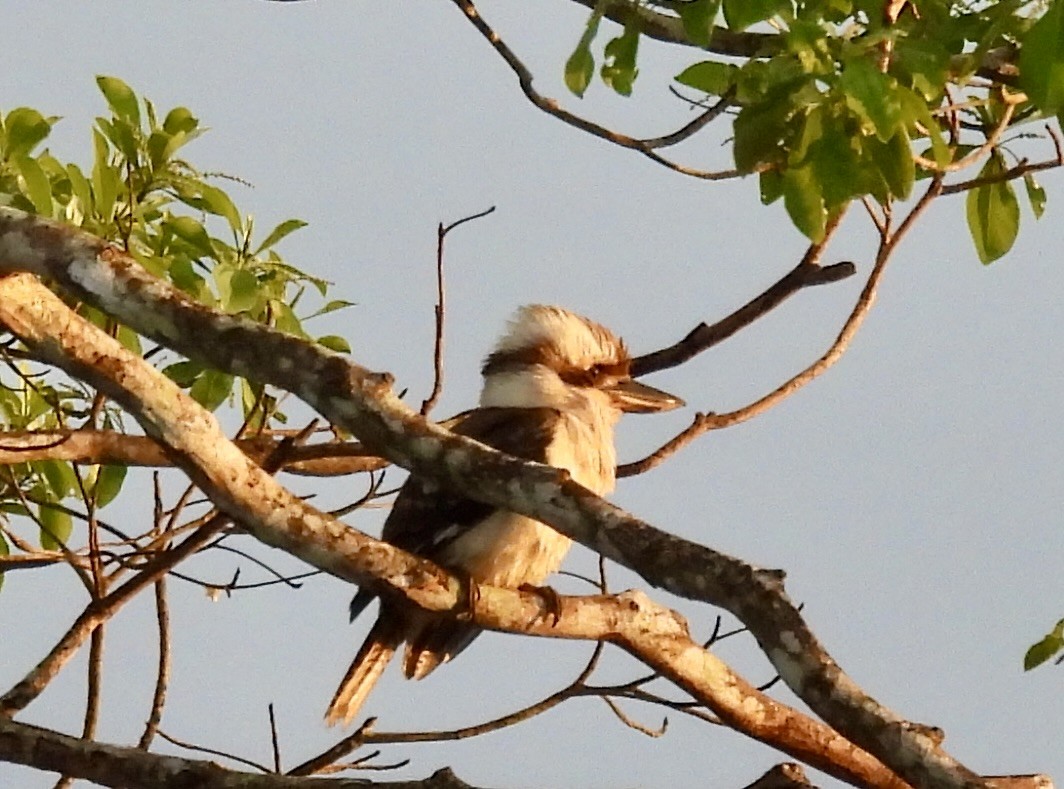 Laughing Kookaburra - ML644435709