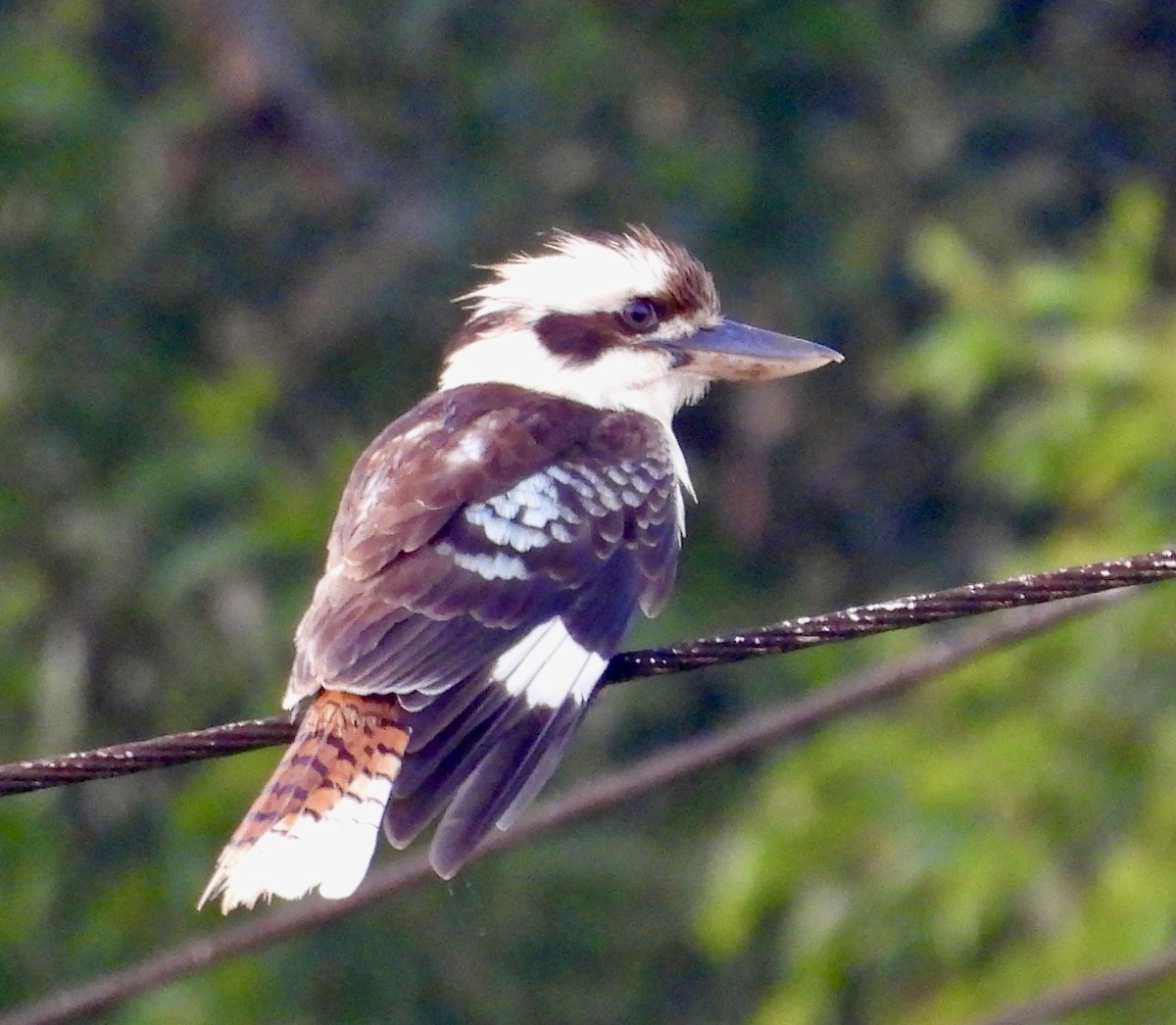Laughing Kookaburra - ML644435710