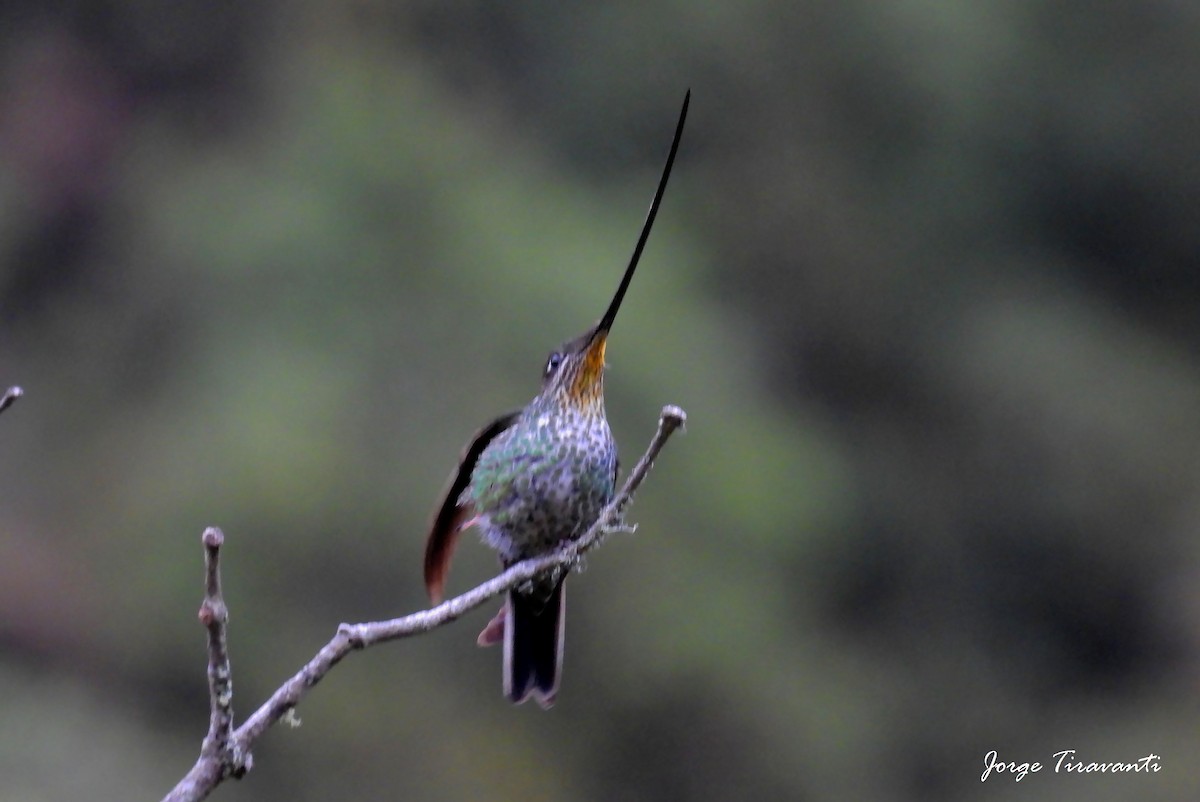 kolibřík mečozobec - ML644435717