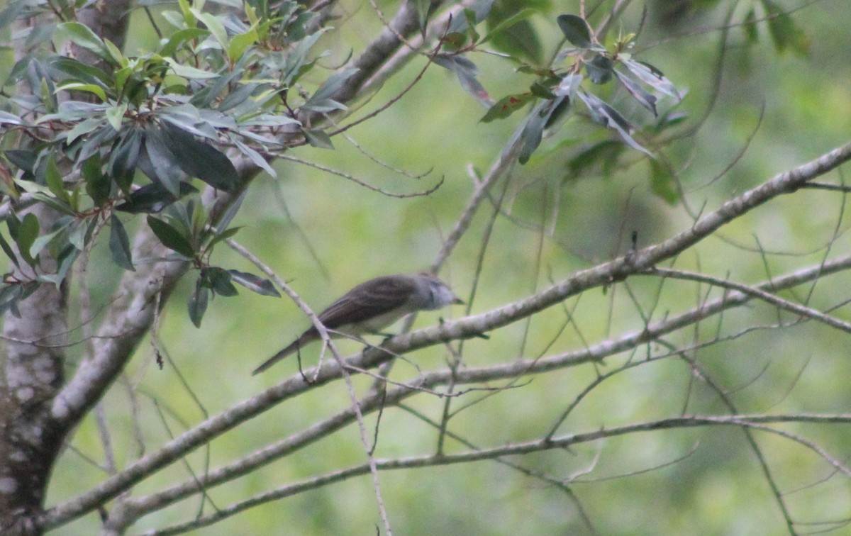 Swainson's Flycatcher - ML644435718