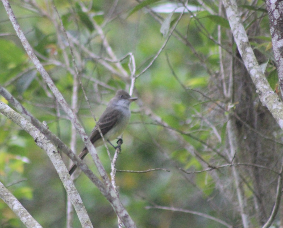 Swainson's Flycatcher - ML644435719
