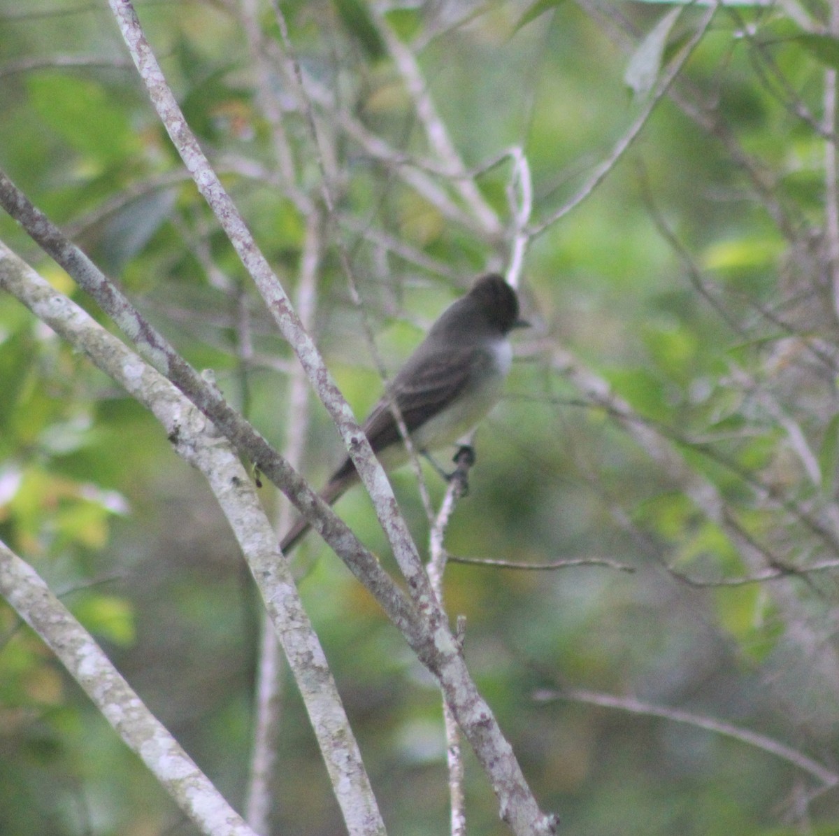 Swainson's Flycatcher - ML644435720