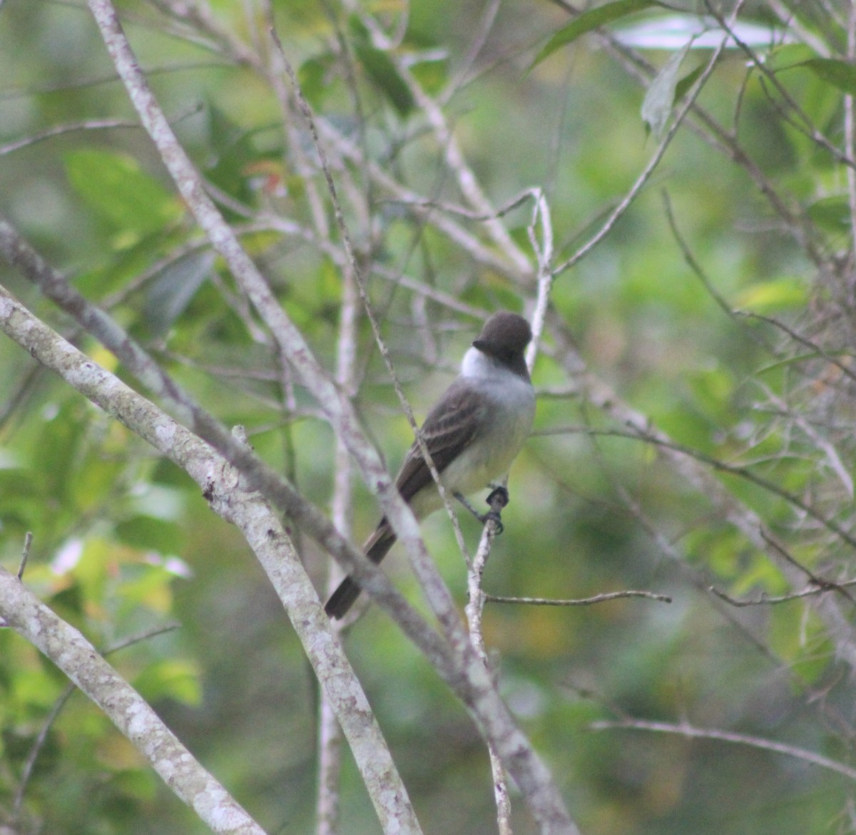 Swainson's Flycatcher - ML644435721
