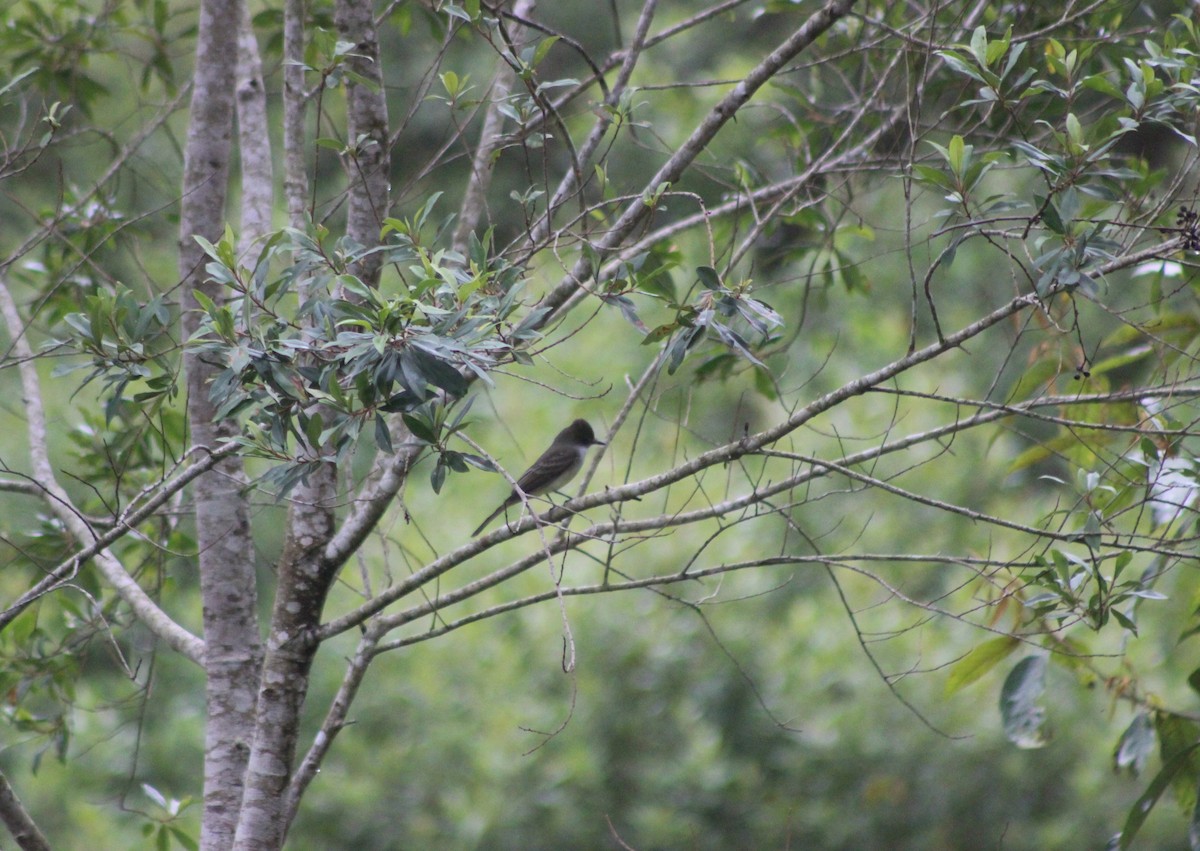 Swainson's Flycatcher - ML644435722