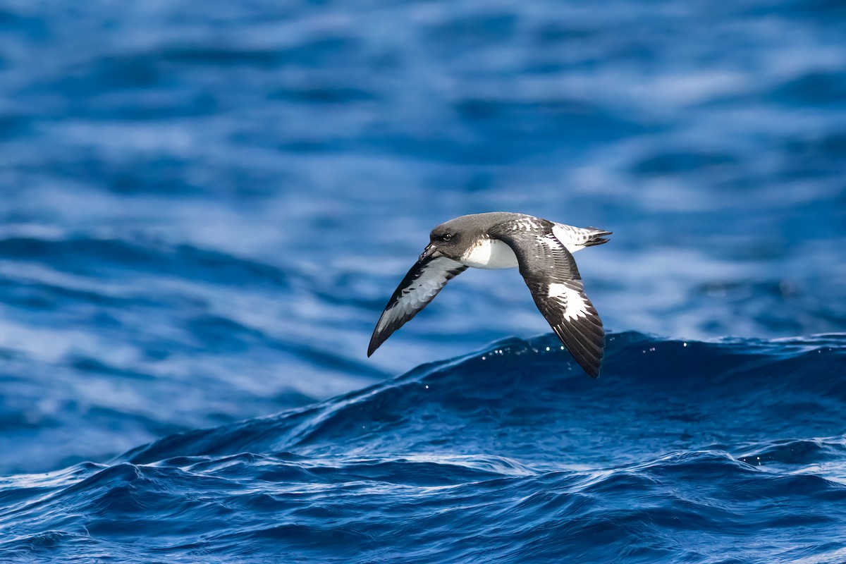 マダラフルマカモメ - ML644435727