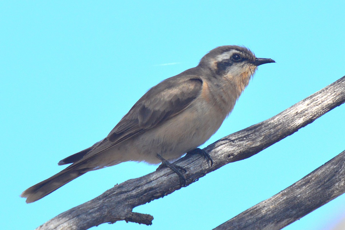 Black-eared Cuckoo - ML644435738