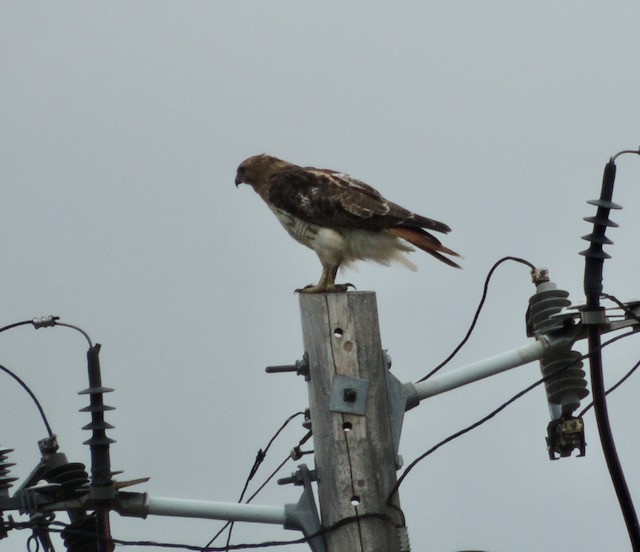 Busardo Colirrojo - ML644435756