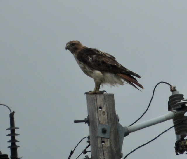 Busardo Colirrojo - ML644435757