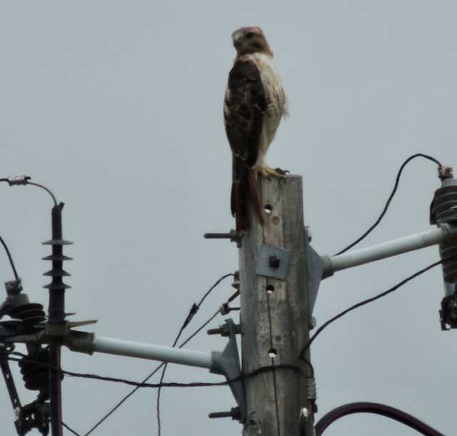 Busardo Colirrojo - ML644435758