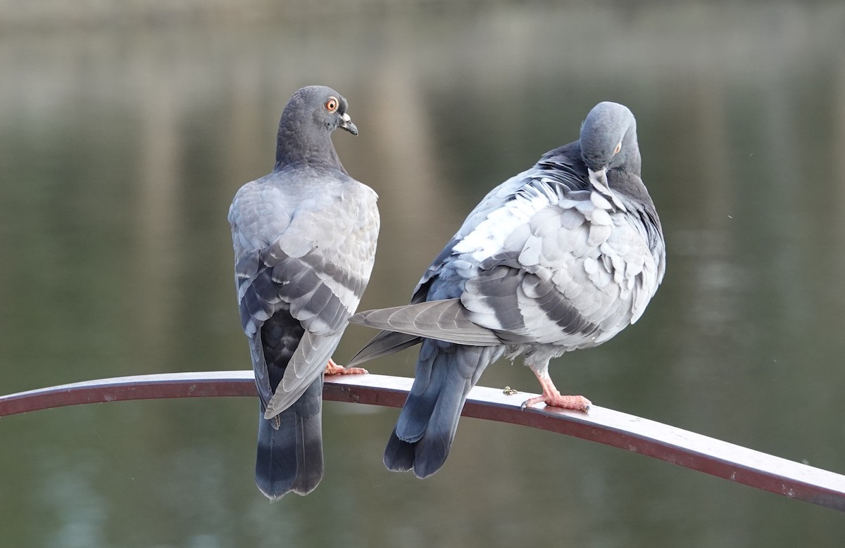 Rock Pigeon (Feral Pigeon) - ML644435764